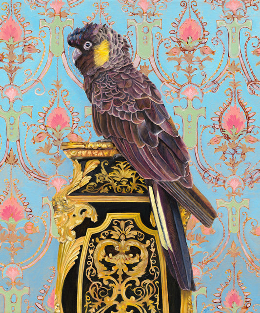 Yellow tailed black cockatoo - Fiona Smith Art & Writing